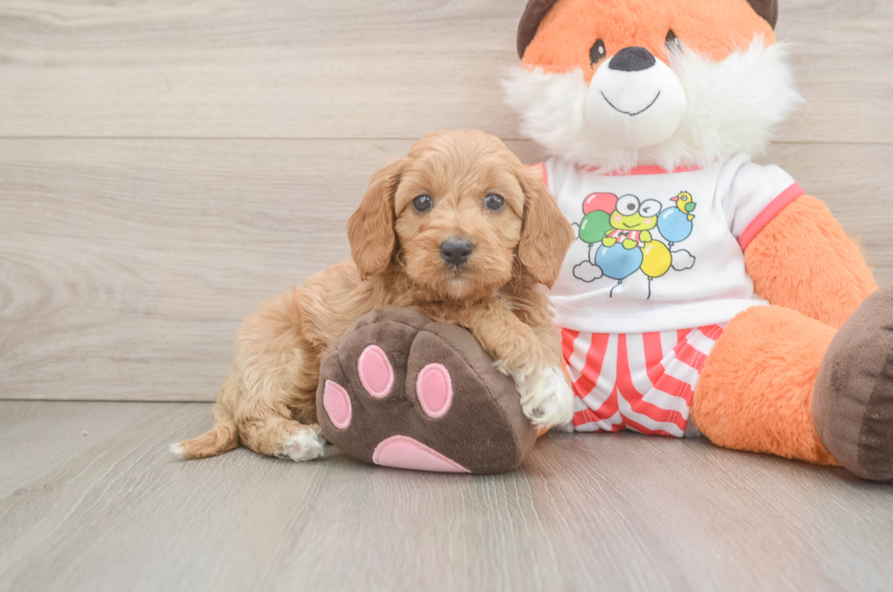 5 week old Cavapoo Puppy For Sale - Florida Fur Babies