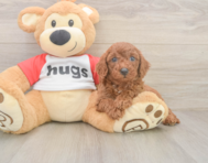 9 week old Cavapoo Puppy For Sale - Florida Fur Babies
