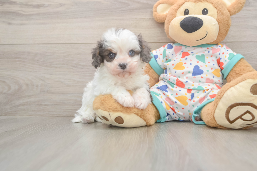 Adorable Cavalier King Charles Spaniel and Poodle Mix Poodle Mix Puppy