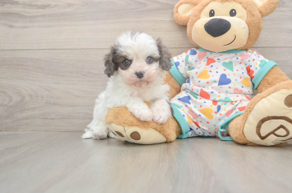 5 week old Cavapoo Puppy For Sale - Florida Fur Babies