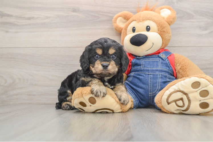 Little Cavipoo Poodle Mix Puppy