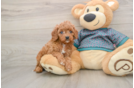 Cavapoo Puppy for Adoption