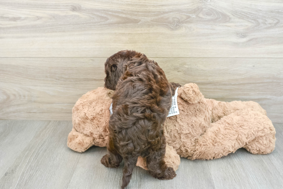 Cavapoo Puppy for Adoption