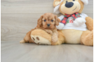 Cavapoo Puppy for Adoption