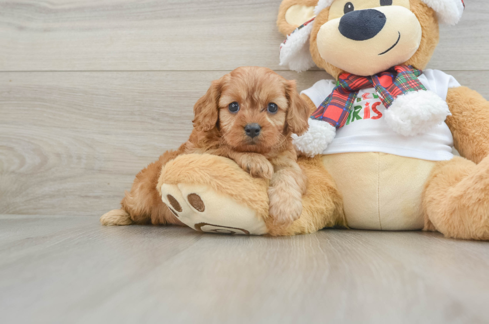 5 week old Cavapoo Puppy For Sale - Florida Fur Babies