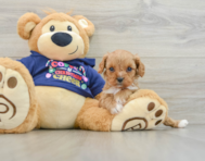 9 week old Cavapoo Puppy For Sale - Florida Fur Babies