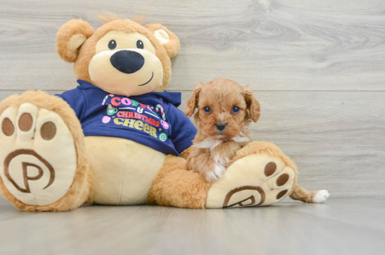 Cavapoo Pup Being Cute