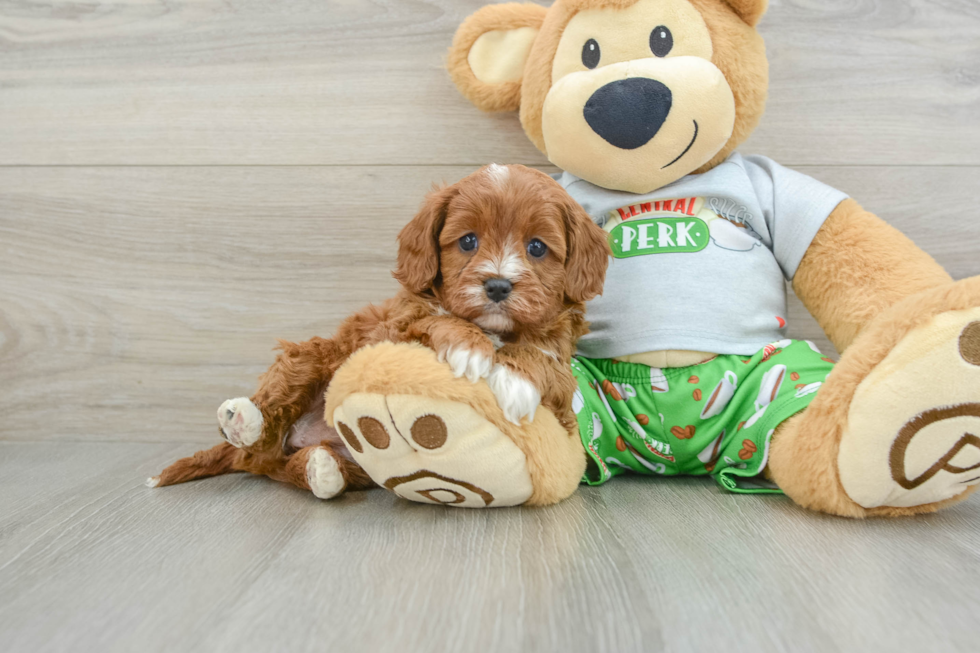 Popular Cavapoo Poodle Mix Pup