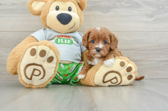 Little Cavipoo Poodle Mix Puppy