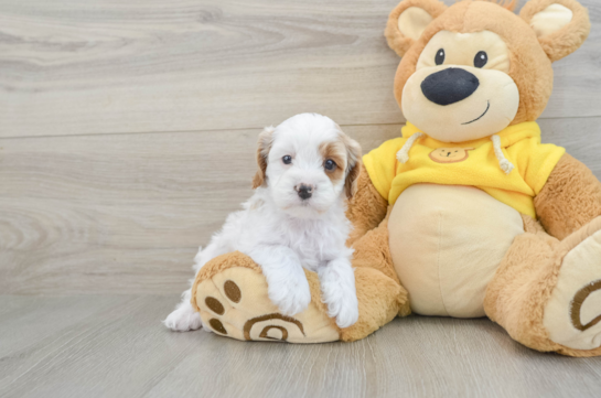 Cavapoo Puppy for Adoption