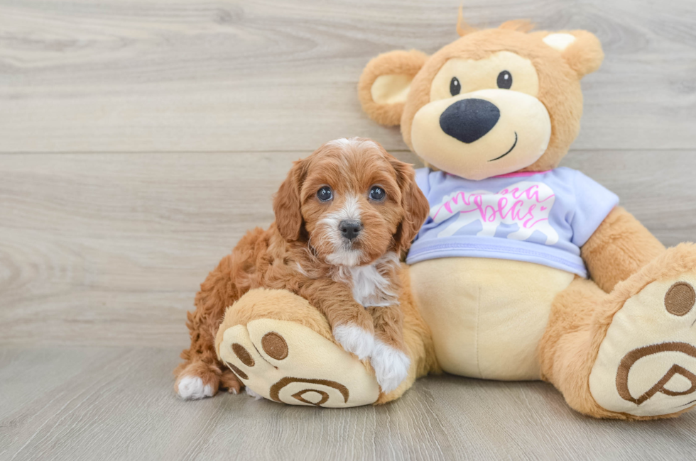 6 week old Cavapoo Puppy For Sale - Florida Fur Babies