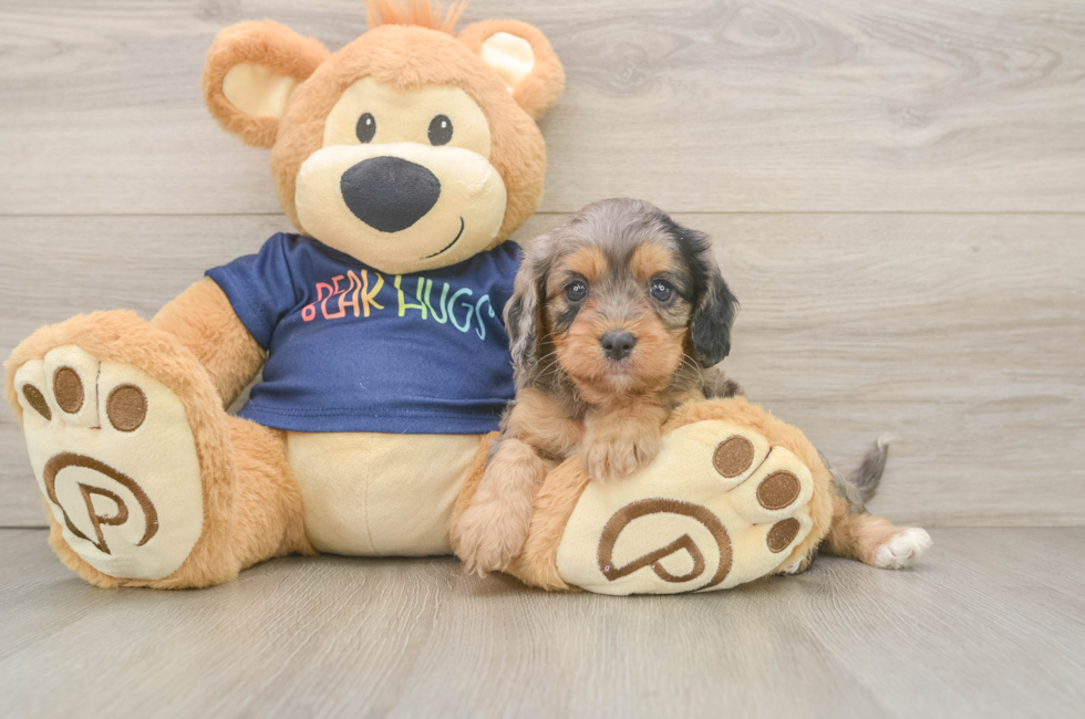 6 week old Cavapoo Puppy For Sale - Florida Fur Babies