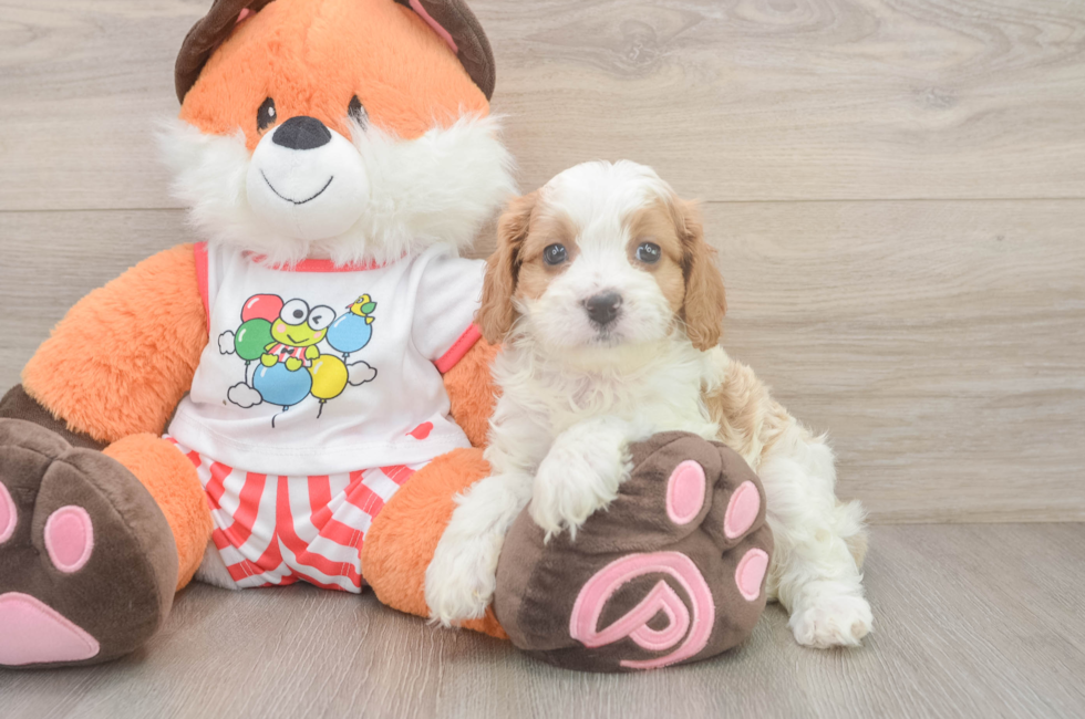 5 week old Cavapoo Puppy For Sale - Florida Fur Babies