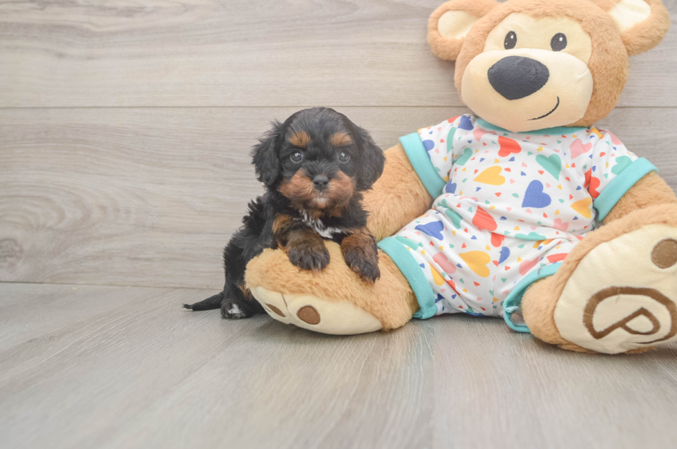 5 week old Cavapoo Puppy For Sale - Florida Fur Babies