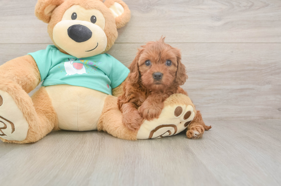 5 week old Cavapoo Puppy For Sale - Florida Fur Babies