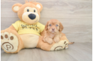 Cavapoo Puppy for Adoption