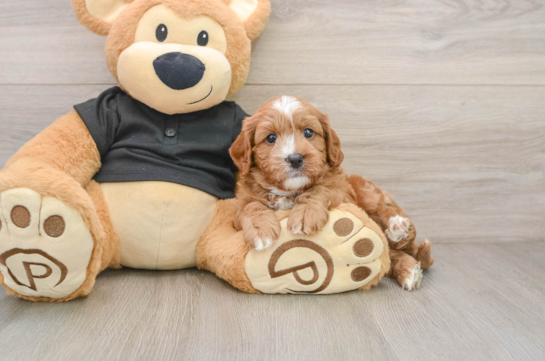 Happy Cavapoo Baby