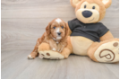 Cavapoo Puppy for Adoption
