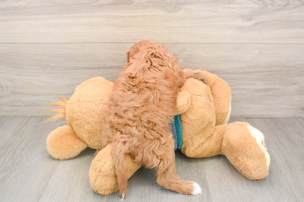 Best Cavapoo Baby