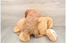 Happy Cavapoo Baby