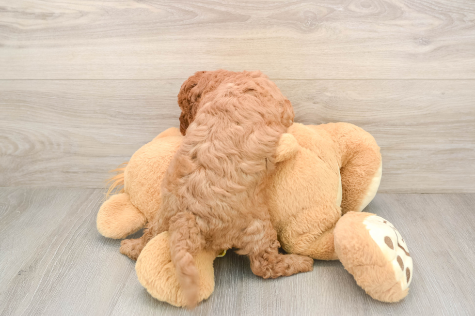 Happy Cavapoo Baby