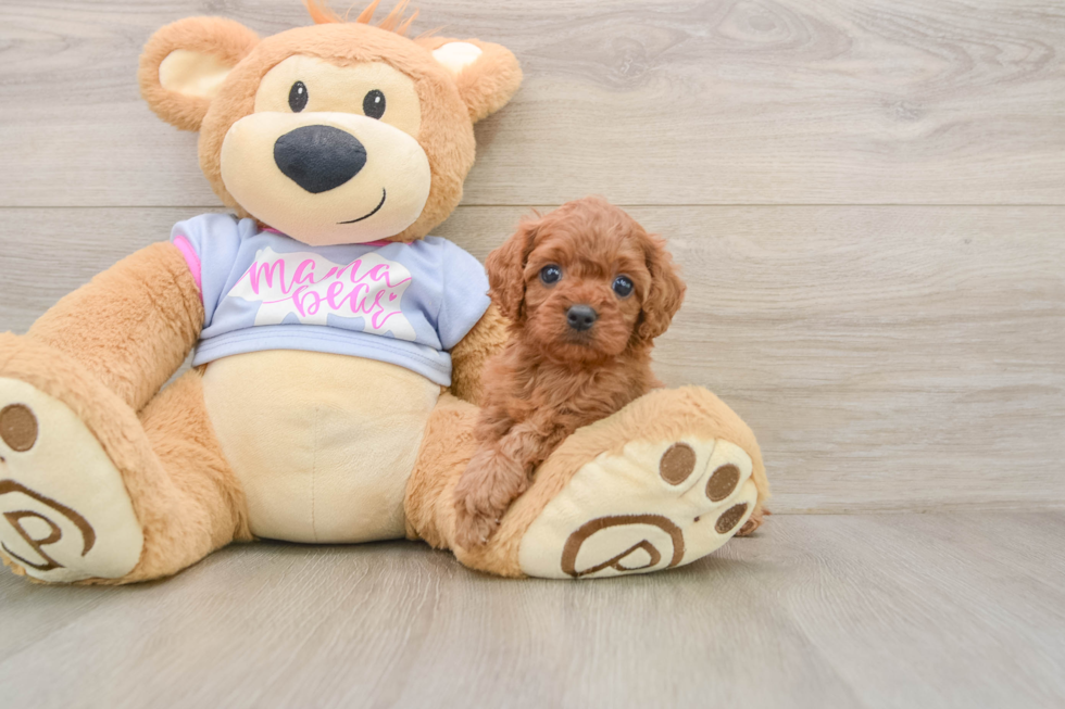 Energetic Cavoodle Poodle Mix Puppy