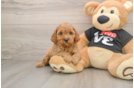 Best Cavapoo Baby