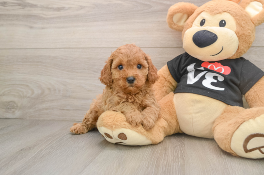 Best Cavapoo Baby