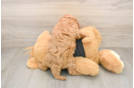 Fluffy Cavapoo Poodle Mix Pup