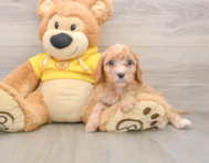 8 week old Cavapoo Puppy For Sale - Florida Fur Babies
