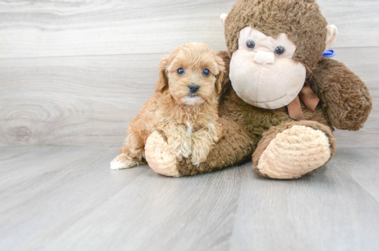 28 week old Cavapoo Puppy For Sale - Florida Fur Babies