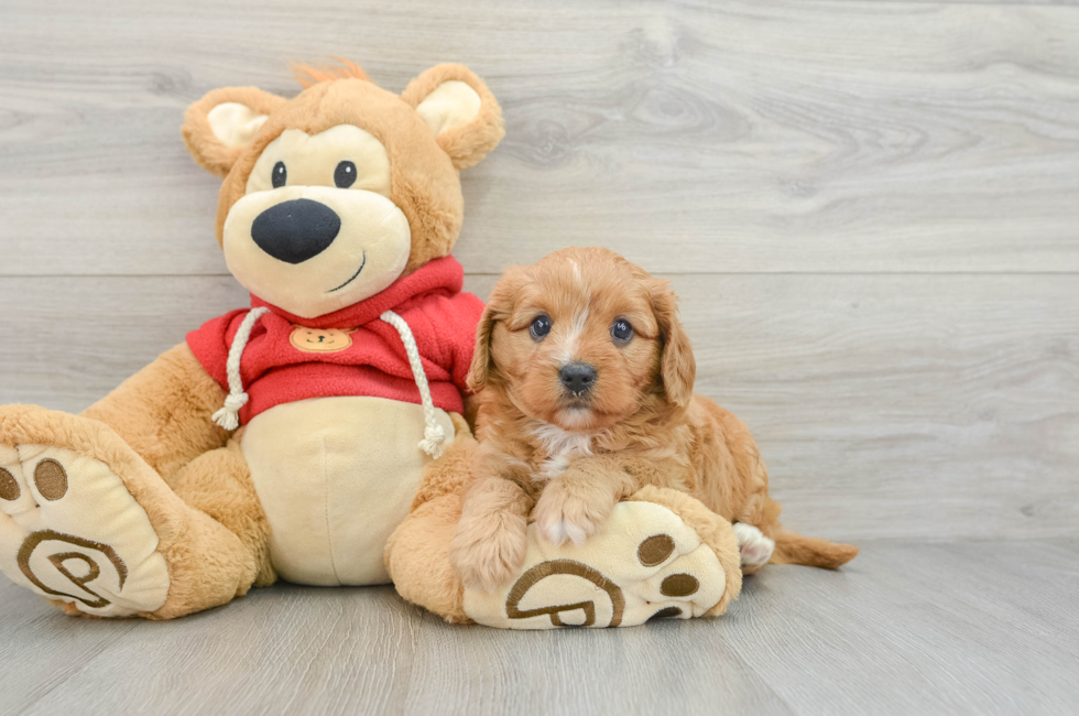 5 week old Cavapoo Puppy For Sale - Florida Fur Babies