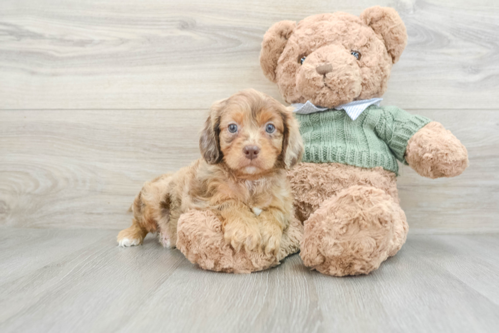 Cavapoo Puppy for Adoption