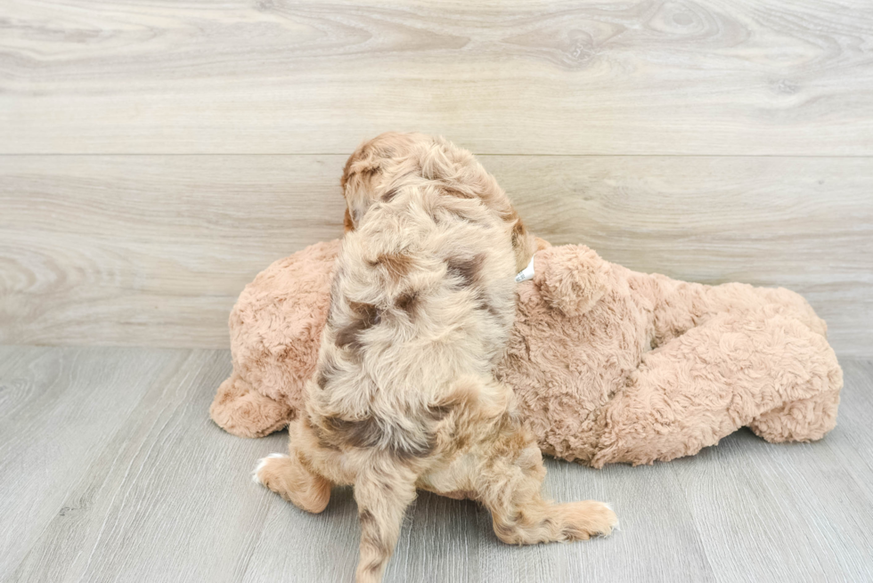 Petite Cavapoo Poodle Mix Pup