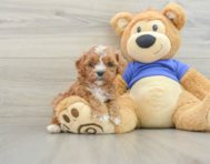 8 week old Cavapoo Puppy For Sale - Florida Fur Babies