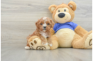 Cavapoo Puppy for Adoption