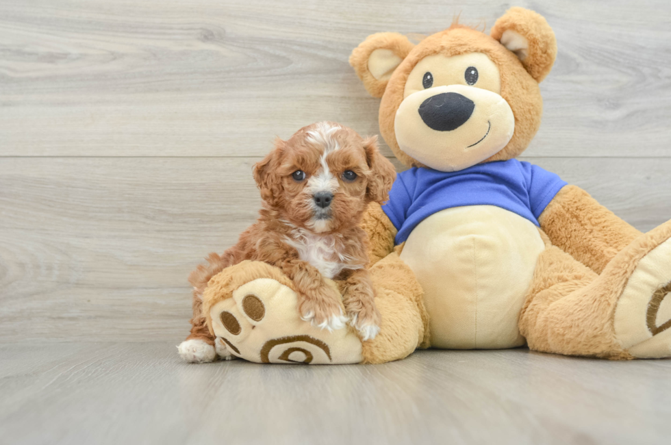 6 week old Cavapoo Puppy For Sale - Florida Fur Babies