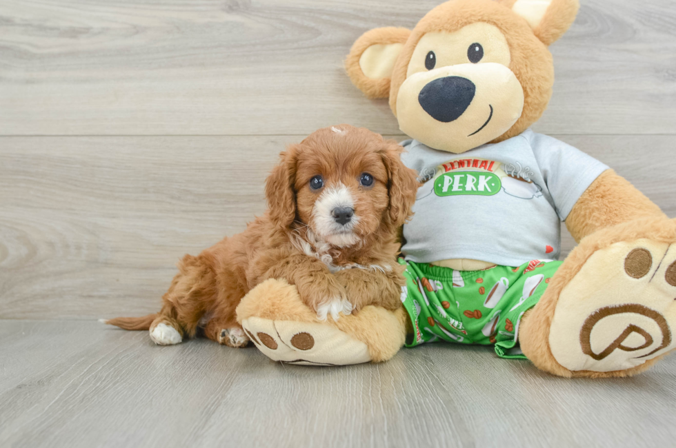 5 week old Cavapoo Puppy For Sale - Florida Fur Babies