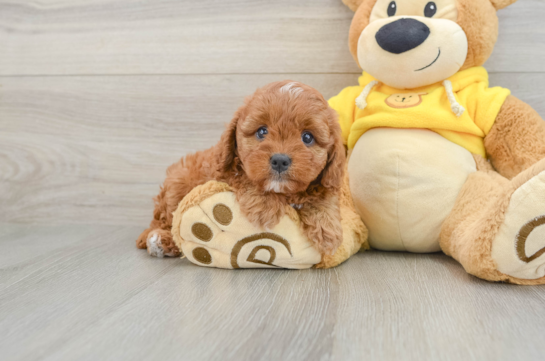 Cavapoo Puppy for Adoption