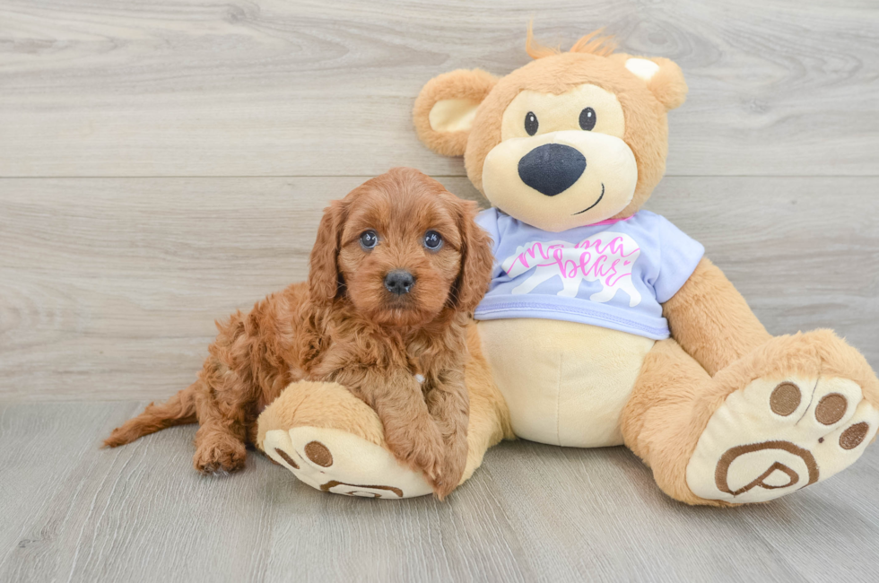 6 week old Cavapoo Puppy For Sale - Florida Fur Babies