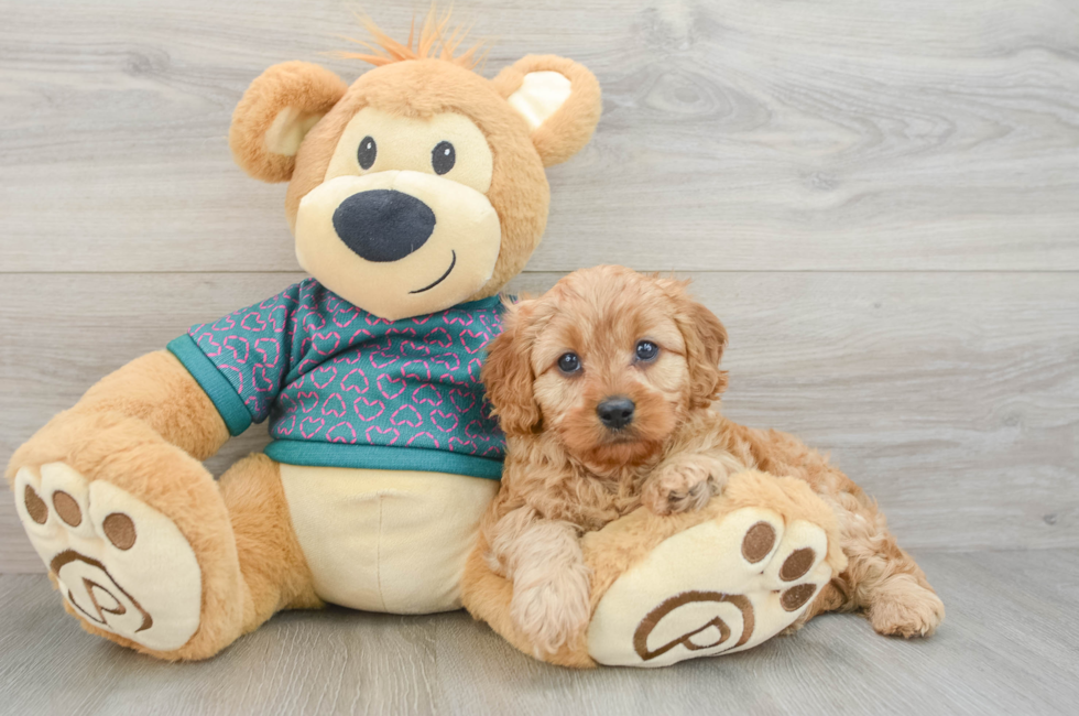 7 week old Cavapoo Puppy For Sale - Florida Fur Babies