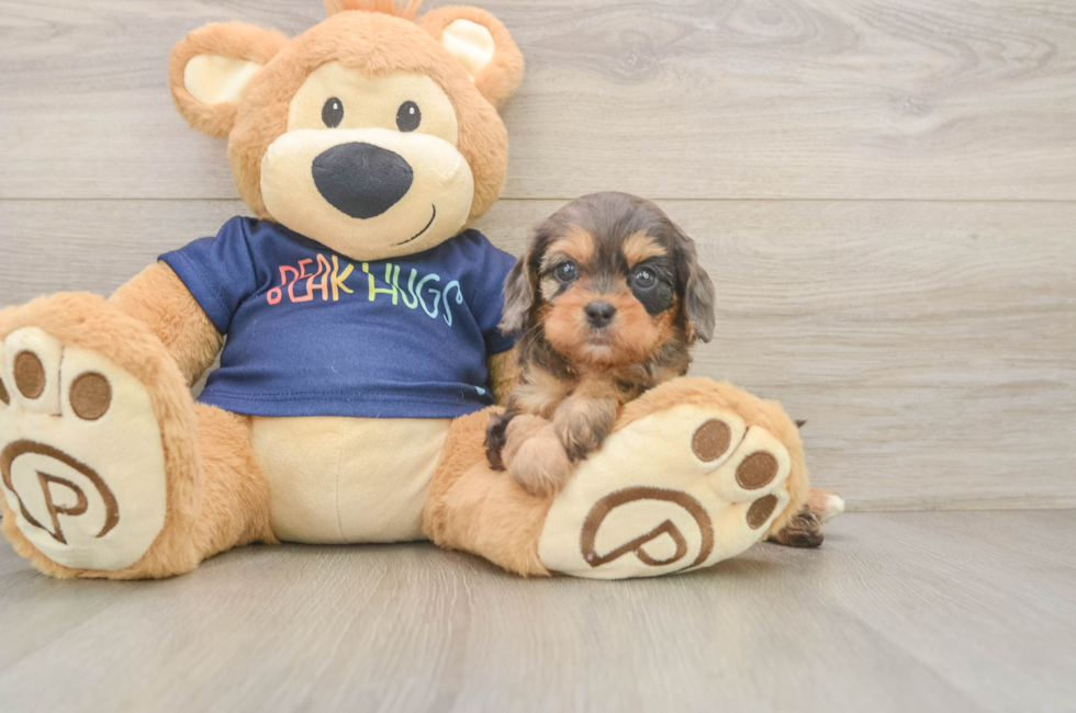 6 week old Cavapoo Puppy For Sale - Florida Fur Babies