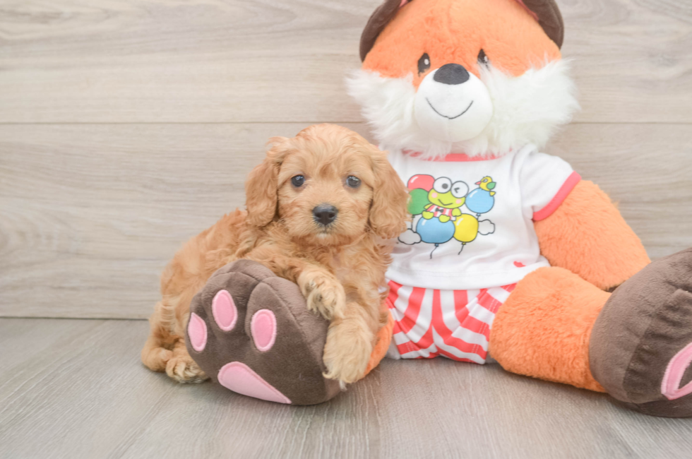 5 week old Cavapoo Puppy For Sale - Florida Fur Babies