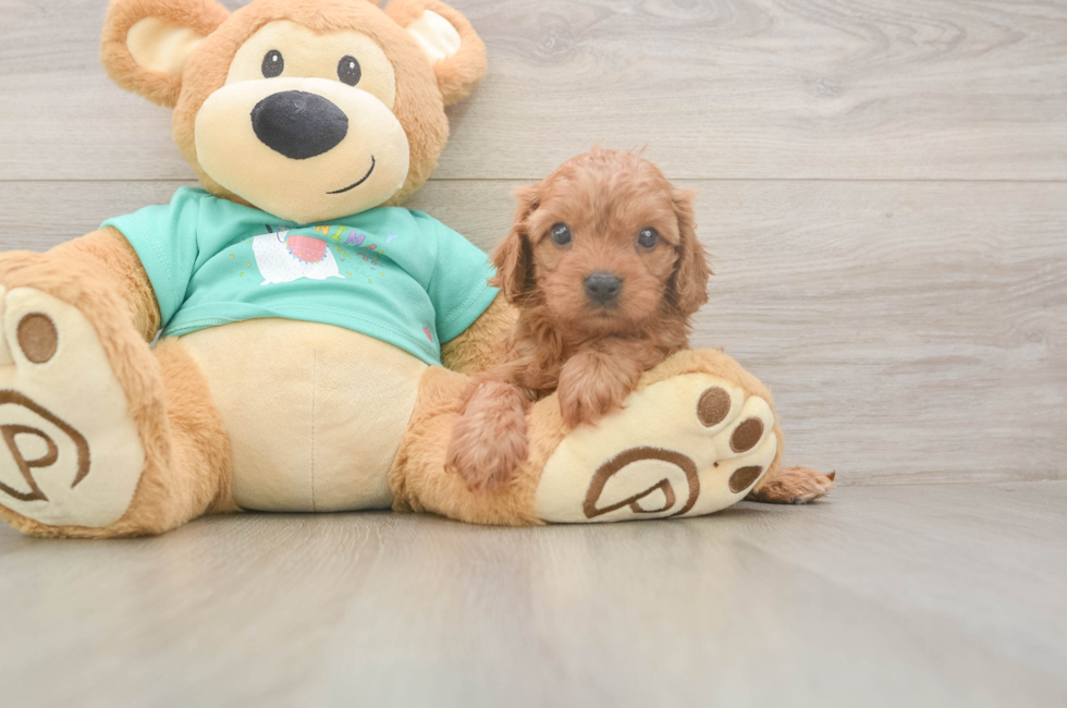 5 week old Cavapoo Puppy For Sale - Florida Fur Babies