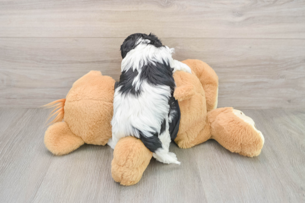 Playful Cavapoodle Poodle Mix Puppy