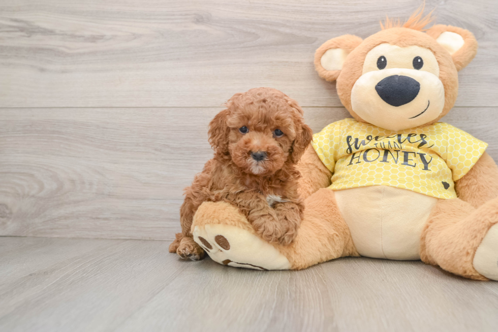 Smart Cavapoo Poodle Mix Pup