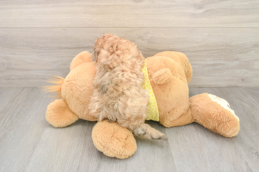 Cavapoo Pup Being Cute