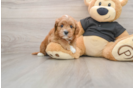 Little Cavipoo Poodle Mix Puppy