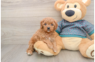 Small Cavapoo Baby