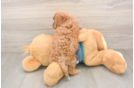 Cavapoo Puppy for Adoption